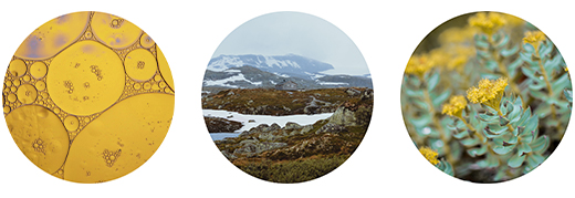 FJORDIL Rhodiola Rosea Kapsule, 90 kapsúl