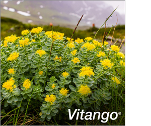 VITANGO Filmom obalené tablety, 30 ks